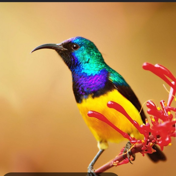 sunbird_sales